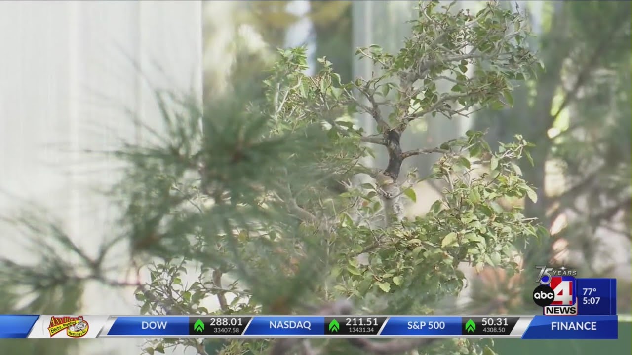 Red Butte Garden Visitor Center hosts 3rd annual Bonsai Show YouTube
