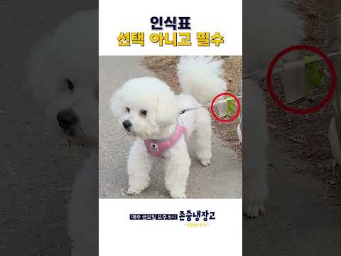 강아지 인식표는 필수!!
