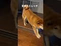 室内ストレッチする柴犬　#shiba #柴犬 #柴犬との暮らし #stretch #routines #ストレッチ