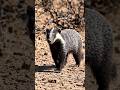 Honey badger - the ultimate survivor #shorts