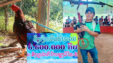 kuv tus nab raj kub sais dub rov ntau yeej tus thib 3 ntxiv lawm thiab/12hli/25