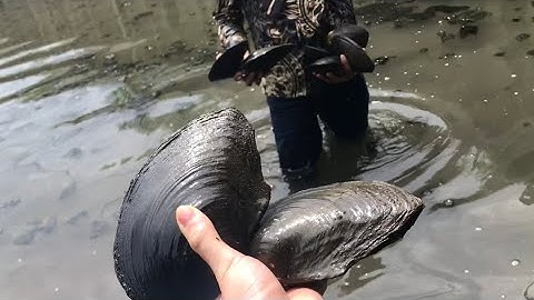 Đi bắt cá gặp ổ trai khủng ở hàn quốc