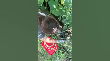 Harvest Day 2025 Shorts Shortvideo 