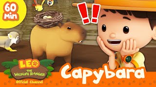 🎀✨ Fluffy Animals! 🐼🐨 Capybara, Sloths, Pandas & more! | Leo the Wildlife Ranger | Kids Cartoons