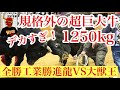 2021年1月 3日 　  大獣王（1250Kg）vs全勝工業勝進龍（1200Kg）　超重量級同士の対決　（映像：国栄ビデオ）