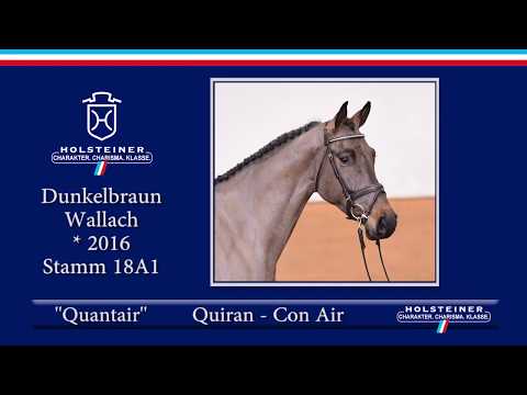 Holsteiner Frühjahrsauktion 2020 - Nr. 123 Quantair v. Quiran - Con Air