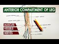 Anterior compartment of the leg - Muscles, vessels & nerves | Anatomy Tutorial