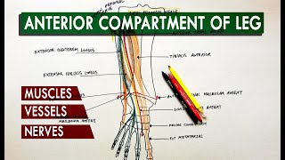 Anterior Compartment Of The Leg - Muscles, Vessels & Nerves Anatomy Tutorial
