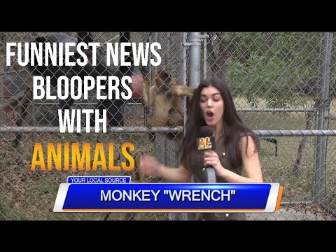 Funniest animal bloopers on live tv