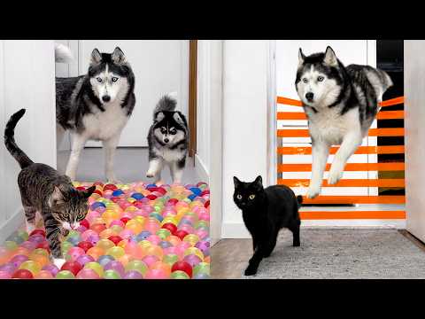 I Come Up with NEW Challenges for Dogs and Cats EVERY SINGLE Day!