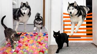 I Come Up with NEW Challenges for Dogs and Cats EVERY SINGLE Day