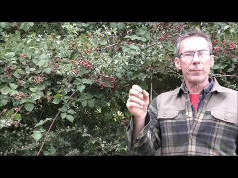 Edible fruits and berries (and some poisonous ones too) - Jack Raven  Bushcraft