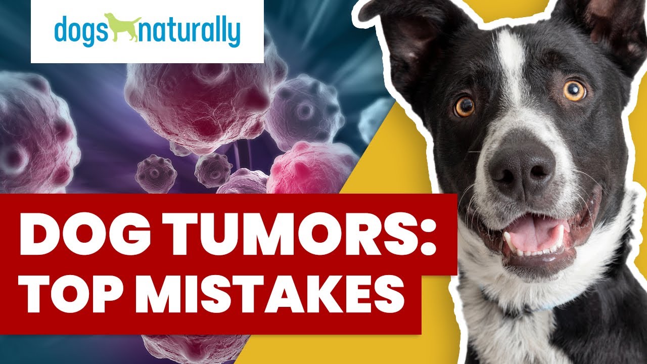 How To Tell If Your Dog'S Lump Is Cancer