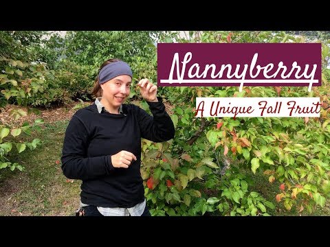 Video: Kas yra Nannyberry augalas: Patarimai, kaip auginti nannyberry Viburnum krūmus