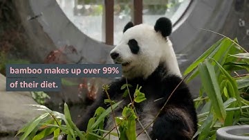 Fascinating Facts about Pandas You Need to Know