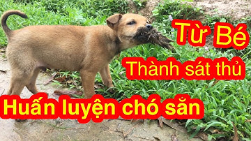 Huấn Luyện Chó Săn Trở Thành Sát Thủ Từ Bé