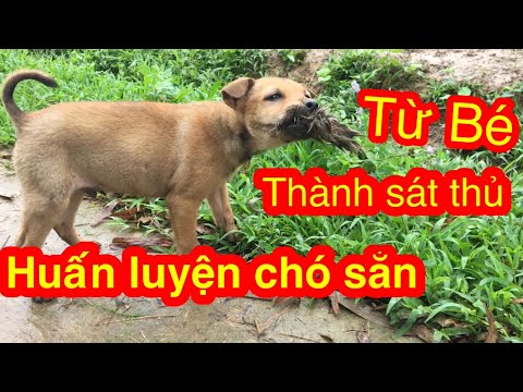 Video: Cách Huấn Luyện Chó Săn Nga