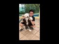 Old English Sheepdog Puppy Training