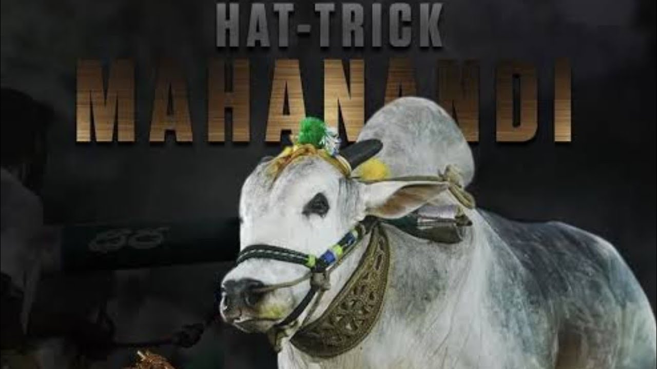 మహానంది హ్యాట్రిక్ విజేత ధీర పరాక్రమం గురించి ongole bulls