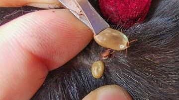 Dog Ticks Remove - Easy And Fast Way To Remove All Ticks From Poor Dog - Save Poor Dog EP 02