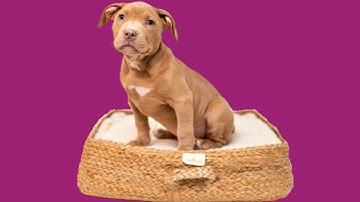 How to teach your dog to go to bed on cue