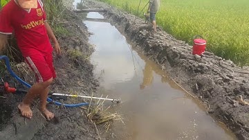 BẮT CHUỘT ĐỒNG bằng máy bom nước | Màn chọt chuột đồng cực đỉnh