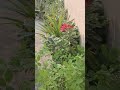 🪴🌿 Gardening vibes ✨️ #motivation #ytshots #garden #trending #short #viral #subscribe #like