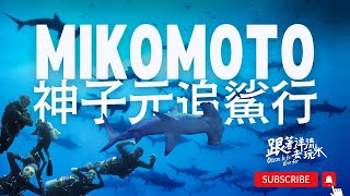 鎚頭鯊保證班 | 日本神子元島追鯊之旅 | 體驗黑潮中放流的感覺 Feat. Mikomoto Hammers