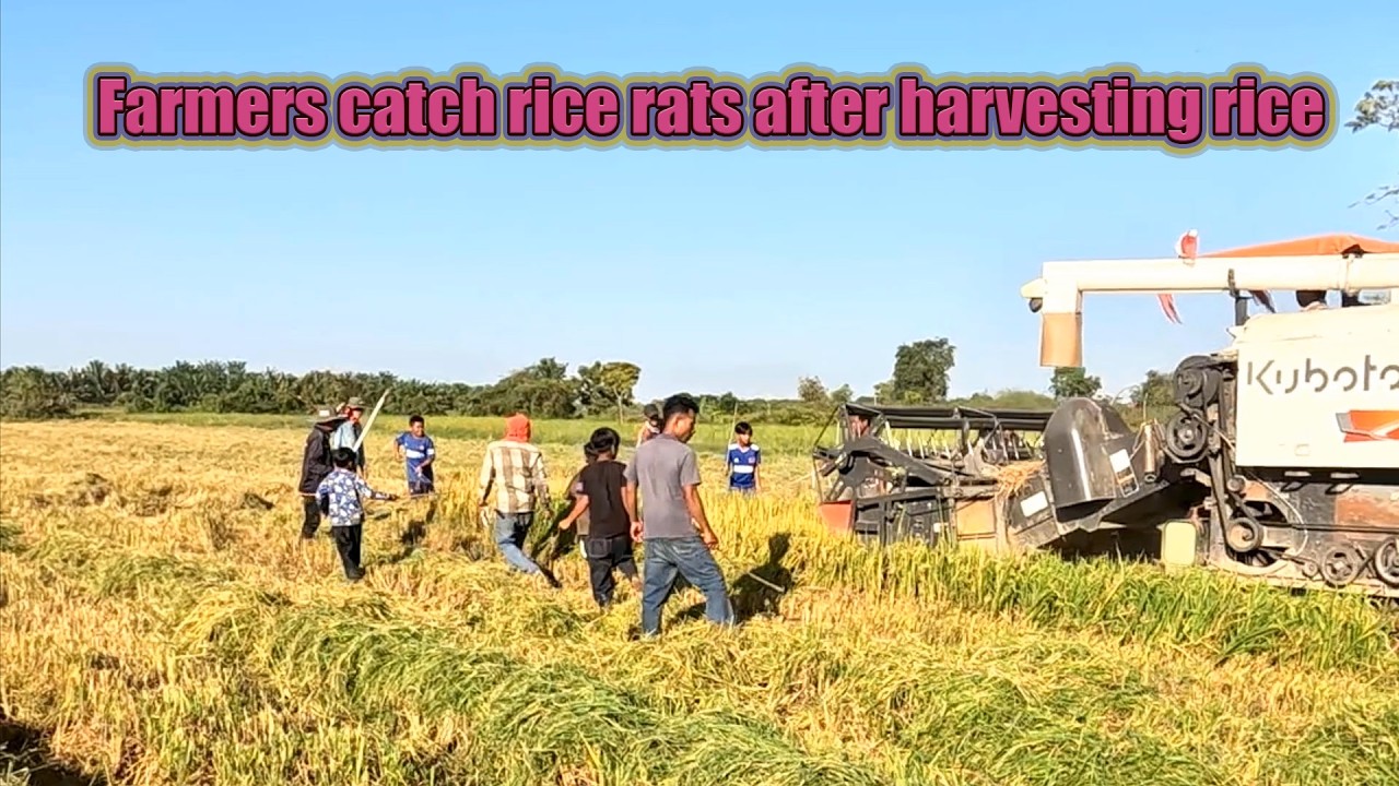 Farmers catch rice rats after harvesting rice | Traditional pest control method