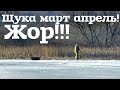 Не пропусти жор щуки на жерлицы в марте апреле со льда! Как ловить щуку на жерлицы весной со льда?