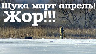 Не пропусти жор щуки на жерлицы в марте апреле со льда! Как ловить щуку на жерлицы весной со льда?