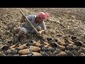 Unbelievable this Fishing It Same Potatoes - Find & Catching Many Fish In Nest Under Dry Soil