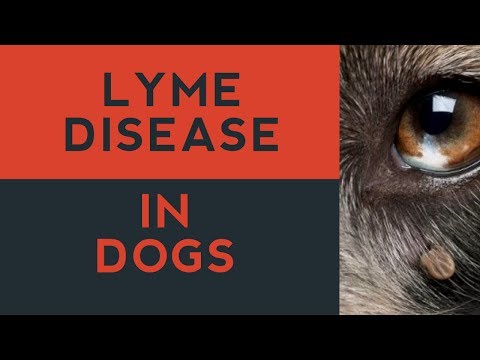 Video: Maaari Ba Makakuha Ng Lyme Disease Ang Cats?