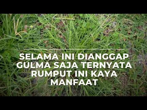 Video: Teh Padang Rumput - Khasiat Yang Bermanfaat Dan Penggunaan Teh Padang Rumput, Resep, Kontraindikasi