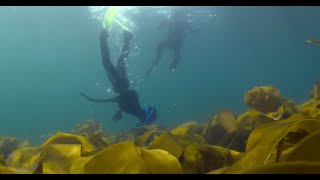 Freediving in the kelp forest of Norway with the Gule Family