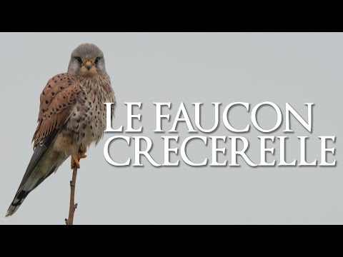 Vidéo: Le faucon peut-il voir la nuit ?