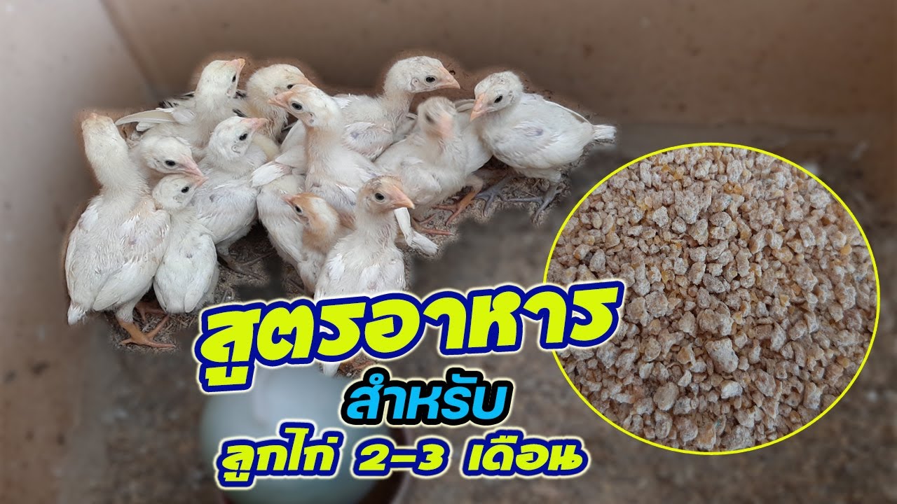 สูตรอาหาร !!! สำหรับลูกไก่อายุ 2-3 เดือน (ไอเดียเกษตร) EP.32 | เนื้อหาอาหาร ไก่ เล็กที่มีรายละเอียดมากที่สุด