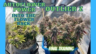 Autoflower Power, Outlier Z - Into the Flower Rack, Final Training, Under the Mars Hydro FC-E3000