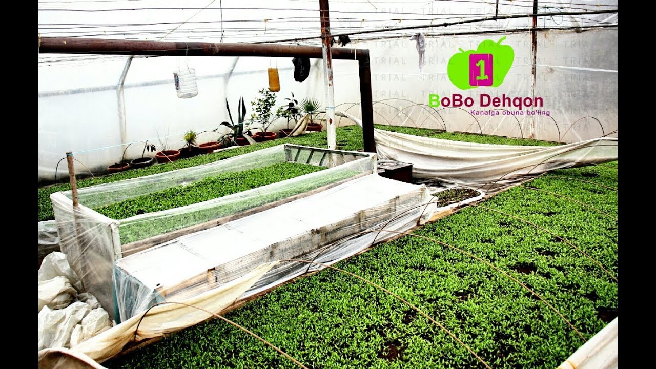 Balgariskiy ko'chatlari 📞991273338 БАЛГАРИСКИЙ КУЧАТЛАР УРУГИдан экиш ва етиштириш болгариский перец