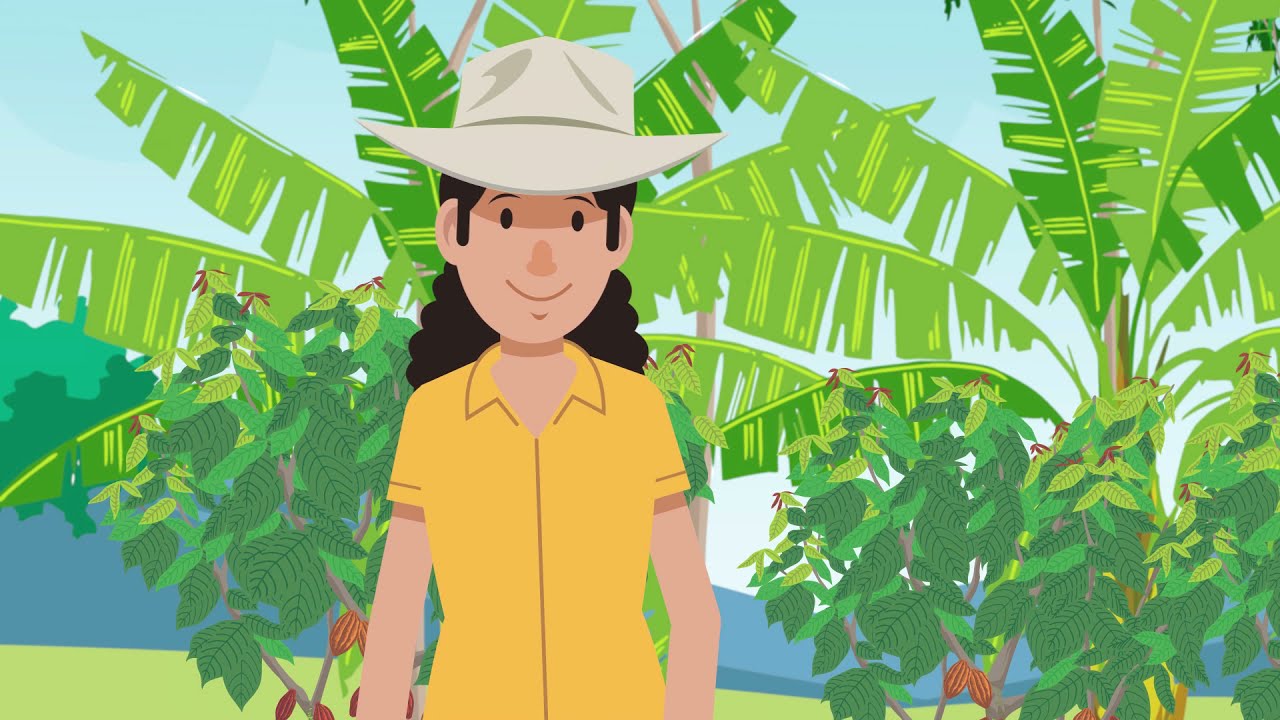 Manejo integrado de plagas (MIP) en cacaotales