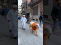 Shero Entry RunningЁЯШНтЭдя Пqurbani 2025тЭдя П Mandi Foryou Ytshorts Qurbani Qurbani2025 Goat Goatfarm Shero Entry RunningЁЯШНтЭдя Пqurbani 2025тЭдя П Mandi Foryou Ytshorts Qurbani Qurbani2025 Goat Goatfarm