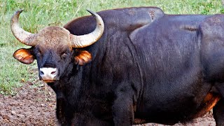 Gaur - The Tiger Killers