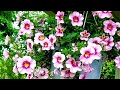 Petunias: Cuidados y consejos prácticos #Jardín ║Orquídeas en el mundo