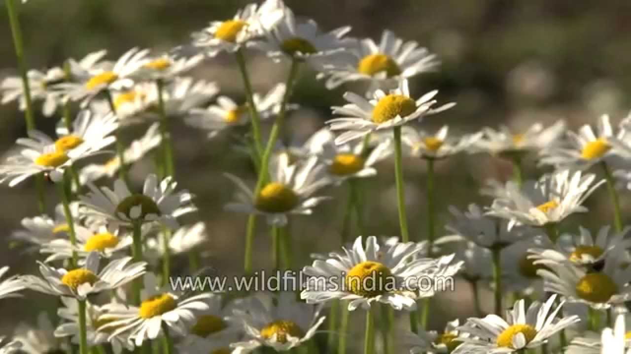 Oxeye daisies daisies grow wild across our hillside YouTube