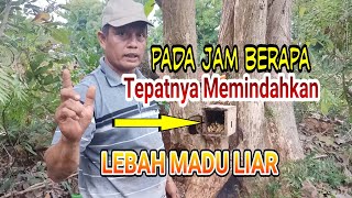 Waktu Yang Tepat Memindahkan Lebah Madu Liar Untuk Di Budidaya