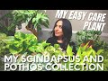 Easy care Plants / My Scindapsus & Pothos Collection / Golden, Manjula, Pearls & Jade, Cebu Blue...