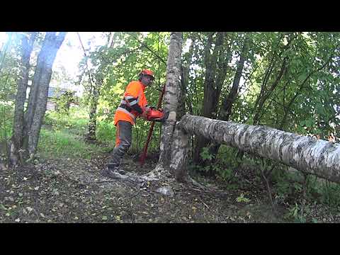 Video: Miksi puita kaadetaan?