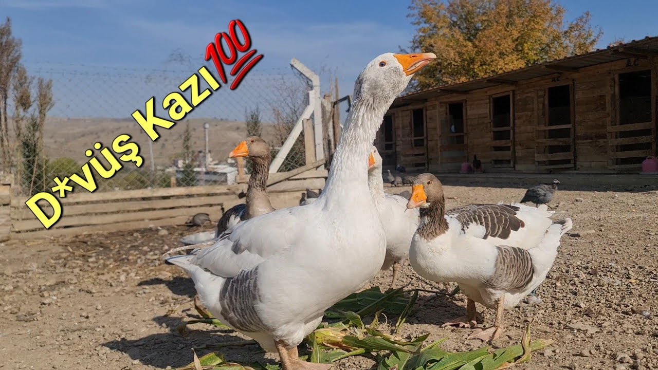 Böyle 300 Kaz Besle 600 Bin Lira Cepte?/-Dev Çorum Kazı Bakımı?#d*vüşkazı #çorumkazı