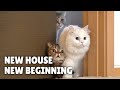 New House, New Beginning | Kittisaurus Villains