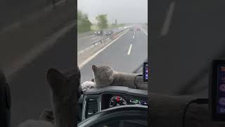 Cat Resting By The Windshield While Watching The Rain